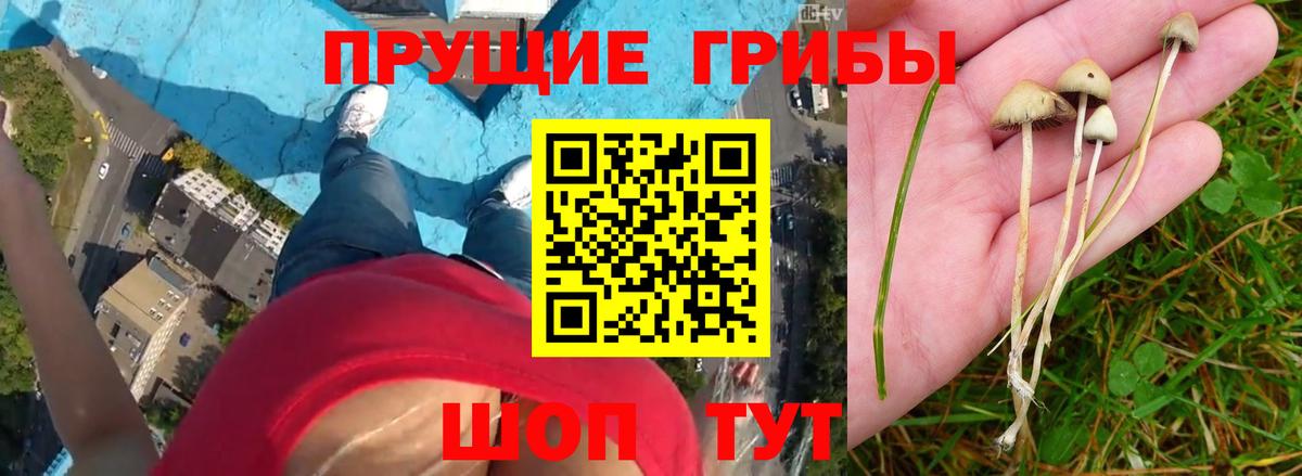 Верхний Уфалей  Галлюциногенные грибы прущие грибы  Вход с VPN 